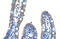 Transmembrane Protein 8B antibody, 29-756, ProSci, Immunohistochemistry frozen image 