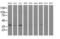 Replication Factor C Subunit 2 antibody, MA5-26018, Invitrogen Antibodies, Western Blot image 