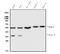 BCL2 Associated Athanogene 1 antibody, A02423-3, Boster Biological Technology, Western Blot image 