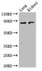 Inactive N-acetylated-alpha-linked acidic dipeptidase-like protein 2 antibody, OACA04919, Aviva Systems Biology, Western Blot image 