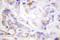 14-3-3 protein zeta/delta antibody, LS-C192151, Lifespan Biosciences, Immunohistochemistry paraffin image 