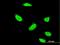 3'-Phosphoadenosine 5'-Phosphosulfate Synthase 1 antibody, H00009061-M05, Novus Biologicals, Immunofluorescence image 