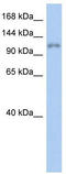 Zinc finger protein 217 antibody, TA333915, Origene, Western Blot image 