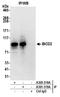 BICD Cargo Adaptor 2 antibody, A303-318A, Bethyl Labs, Immunoprecipitation image 