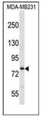 Mediator Complex Subunit 17 antibody, AP52651PU-N, Origene, Western Blot image 