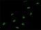 Small Nuclear Ribonucleoprotein Polypeptide A antibody, H00006626-M01, Novus Biologicals, Immunofluorescence image 