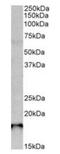SAP30 Like antibody, orb125141, Biorbyt, Western Blot image 