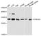 Tyrosine 3-Monooxygenase/Tryptophan 5-Monooxygenase Activation Protein Eta antibody, A9079, ABclonal Technology, Western Blot image 