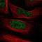 PHD finger-like domain-containing protein 5A antibody, NBP1-88591, Novus Biologicals, Immunofluorescence image 