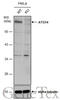 Barkor antibody, GTX132468, GeneTex, Western Blot image 