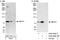 ATP Binding Cassette Subfamily F Member 3 antibody, A302-495A, Bethyl Labs, Immunoprecipitation image 