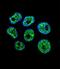 DDB1 And CUL4 Associated Factor 8 Like 2 antibody, LS-C160585, Lifespan Biosciences, Immunofluorescence image 