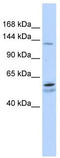 Pumilio homolog 2 antibody, TA343829, Origene, Western Blot image 