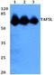 TATA-Box Binding Protein Associated Factor 5 Like antibody, PA5-36309, Invitrogen Antibodies, Western Blot image 
