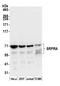 SRP Receptor Subunit Alpha antibody, A305-141A, Bethyl Labs, Western Blot image 