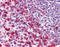 TGF beta antibody, ARP37894_P050, Aviva Systems Biology, Immunohistochemistry frozen image 