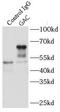 Glutaminase antibody, FNab03290, FineTest, Immunoprecipitation image 