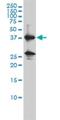 Renin antibody, H00005972-M01, Novus Biologicals, Western Blot image 
