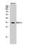 High Mobility Group 20B antibody, A08646, Boster Biological Technology, Western Blot image 
