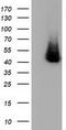 Haptoglobin antibody, CF501698, Origene, Western Blot image 
