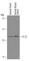 Interleukin 22 antibody, AF782, R&D Systems, Western Blot image 
