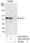 ETS Transcription Factor ELK1 antibody, A303-529A, Bethyl Labs, Immunoprecipitation image 