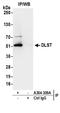 Dihydrolipoamide S-Succinyltransferase antibody, A304-309A, Bethyl Labs, Immunoprecipitation image 