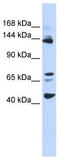 Bromodomain Containing 8 antibody, TA334747, Origene, Western Blot image 