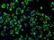 Isocitrate Dehydrogenase (NAD(+)) 3 Alpha antibody, NBP2-02158, Novus Biologicals, Immunocytochemistry image 