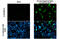 His tag antibody, GTX628914, GeneTex, Immunofluorescence image 