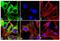 Plexin A2 antibody, 720179, Invitrogen Antibodies, Immunofluorescence image 