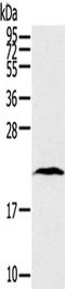 TATA-Box Binding Protein Associated Factor 10 antibody, TA351784, Origene, Western Blot image 