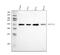 Hydroxysteroid 17-Beta Dehydrogenase 10 antibody, PB9336, Boster Biological Technology, Western Blot image 