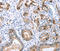C-X-C Motif Chemokine Receptor 3 antibody, LS-C332293, Lifespan Biosciences, Immunohistochemistry frozen image 