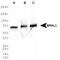 Aryl hydrocarbon receptor nuclear translocator-like protein 1 antibody, NB100-2288, Novus Biologicals, Western Blot image 