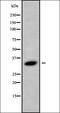 Carbonic Anhydrase 7 antibody, orb338128, Biorbyt, Western Blot image 
