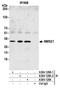 NSE2 (MMS21) Homolog, SMC5-SMC6 Complex SUMO Ligase antibody, A304-128A, Bethyl Labs, Immunoprecipitation image 