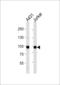 WEE1 G2 Checkpoint Kinase antibody, LS-C101210, Lifespan Biosciences, Western Blot image 