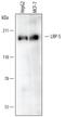 LDL Receptor Related Protein 5 antibody, MAB6646, R&D Systems, Western Blot image 