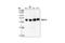 Mitogen-Activated Protein Kinase Kinase 2 antibody, 9126S, Cell Signaling Technology, Western Blot image 