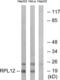 Ribosomal Protein L12 antibody, abx014113, Abbexa, Western Blot image 