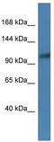 CD13 antibody, TA343101, Origene, Western Blot image 