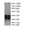 PRP antibody, LS-C312944, Lifespan Biosciences, Western Blot image 
