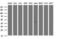 MITA antibody, NBP2-45998, Novus Biologicals, Western Blot image 