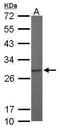 Proteasome subunit alpha type-7 antibody, TA308944, Origene, Western Blot image 