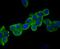 Ubiquitin Specific Peptidase 14 antibody, NBP2-75700, Novus Biologicals, Immunofluorescence image 