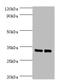 Spermidine synthase antibody, A53881-100, Epigentek, Western Blot image 