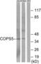 COP9 Signalosome Subunit 5 antibody, abx013737, Abbexa, Western Blot image 