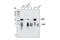 ZFP36 Ring Finger Protein Like 1 antibody, 2119S, Cell Signaling Technology, Western Blot image 