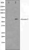 Keratin 5 antibody, orb224509, Biorbyt, Western Blot image 
